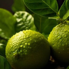 Bergamot & Lime Scent Diffuser