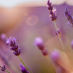 Organic Lavender Herbal Soap