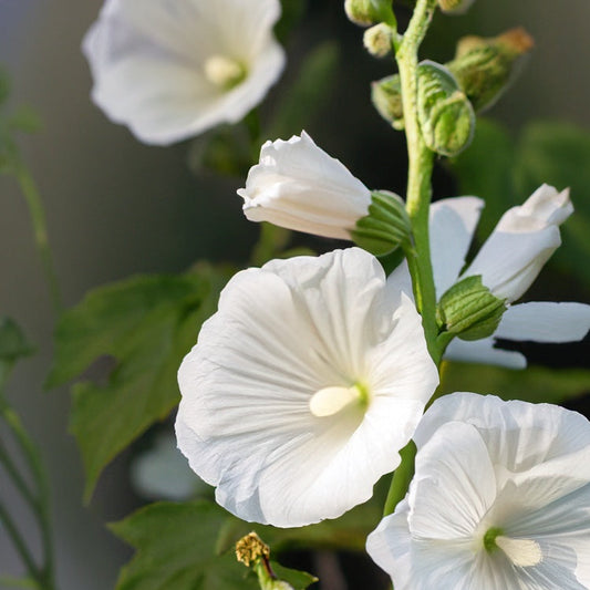 Natural Solid Perfume for Women - White Musk - 20ml