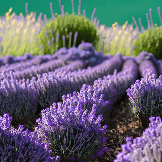 Natural Solid Perfume for Women - SIMPLY LAVENDER