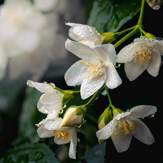 Jasmine - Gentle Body Spray