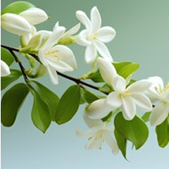 Fresh Jasmine Scent Diffuser