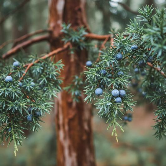 Cedarwood Essential Oil