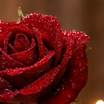 Red Roses Scent Diffuser