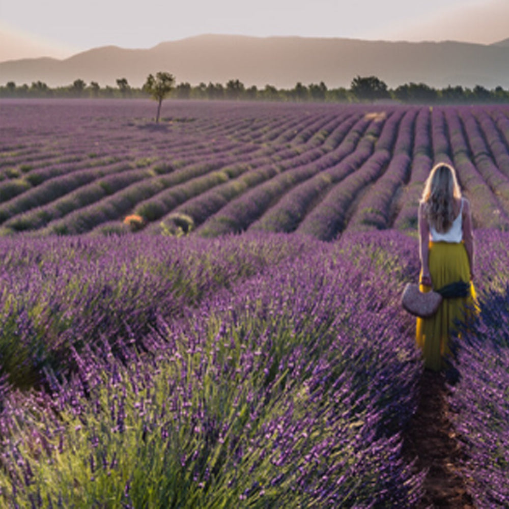 Hand and Body Lotion - French Lavender 250ml