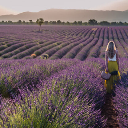 Hand and Body Lotion - French Lavender 250ml