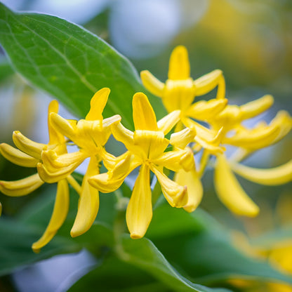 Natural Solid Perfume for Women - HONEYSUCKLE