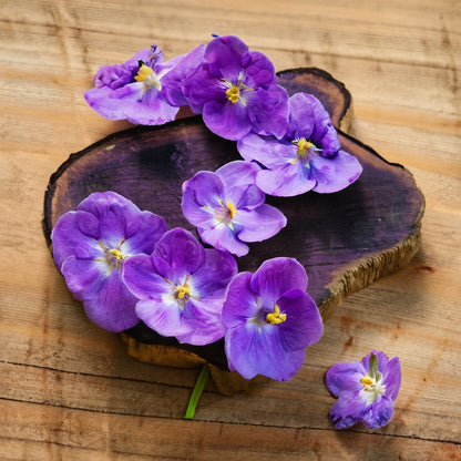 Natural Solid Perfume for Women - Parma Violet