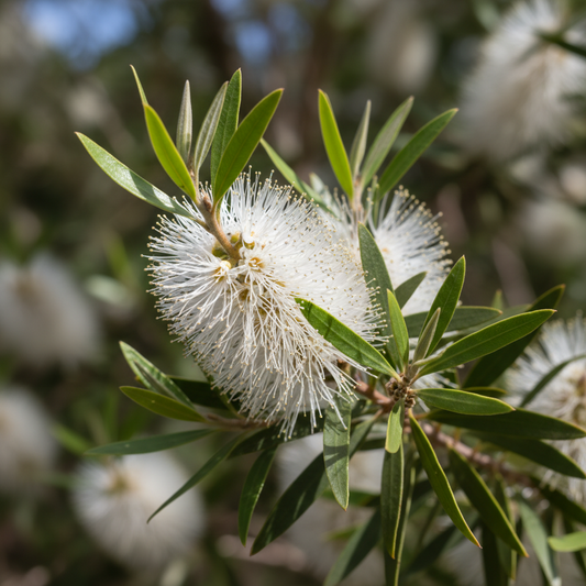 Tea Tree Essential Oil